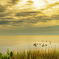 Jockey's Ridge Geese